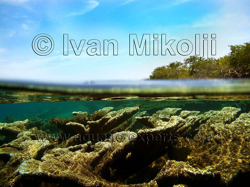 Elkhorn Coral habitat